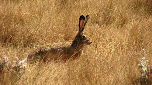 Ethiopian highland hare